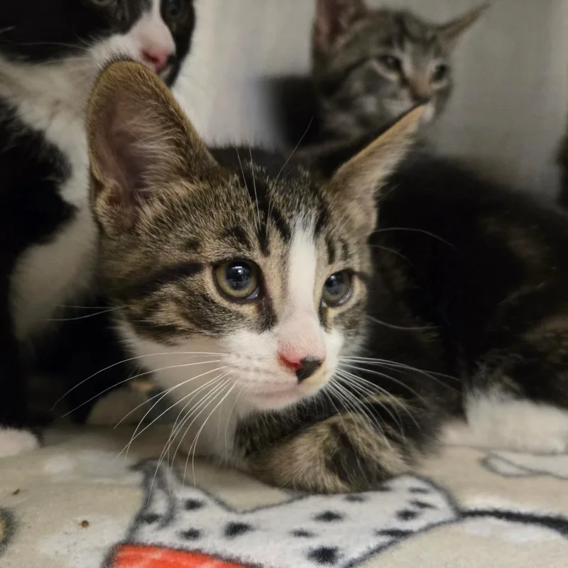 A baby small-sized male Brown / Chocolate Domestic Short Hair cat named Amir for adoption in Waukesha, WI