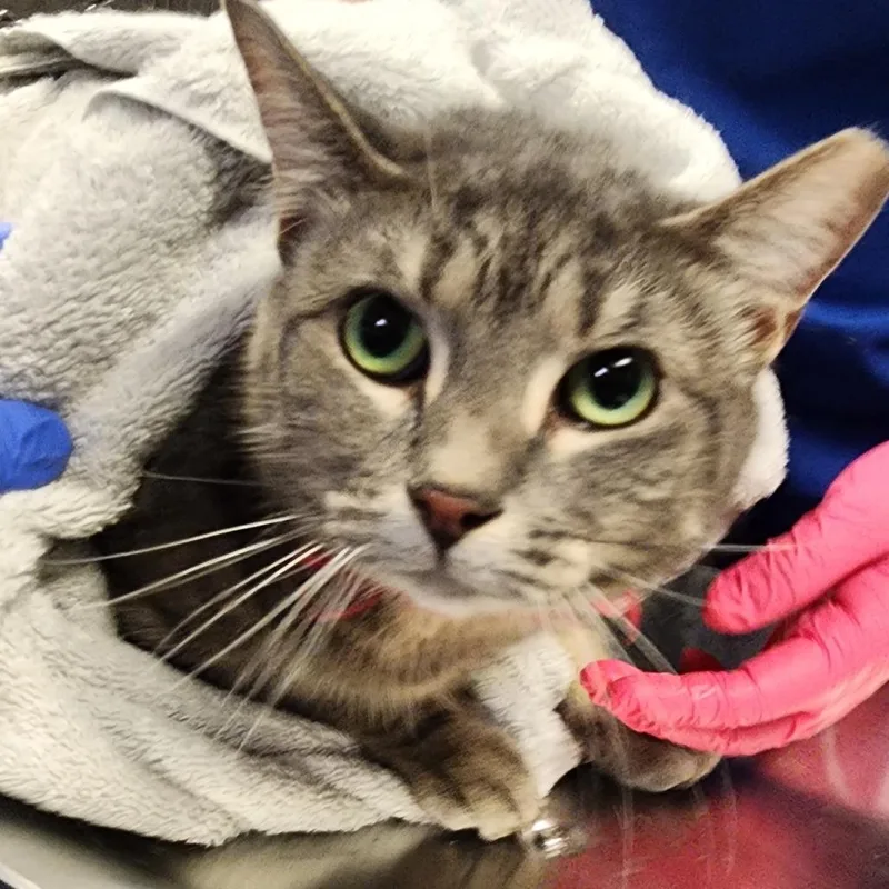 An adult large-sized female Gray / Blue / Silver Domestic Short Hair cat named Maggie for adoption in Greenville, SC
