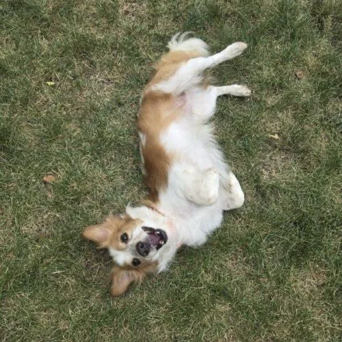 An adult small-sized male Bicolor Spaniel dog named Freckles for adoption in Lincolnshire, IL