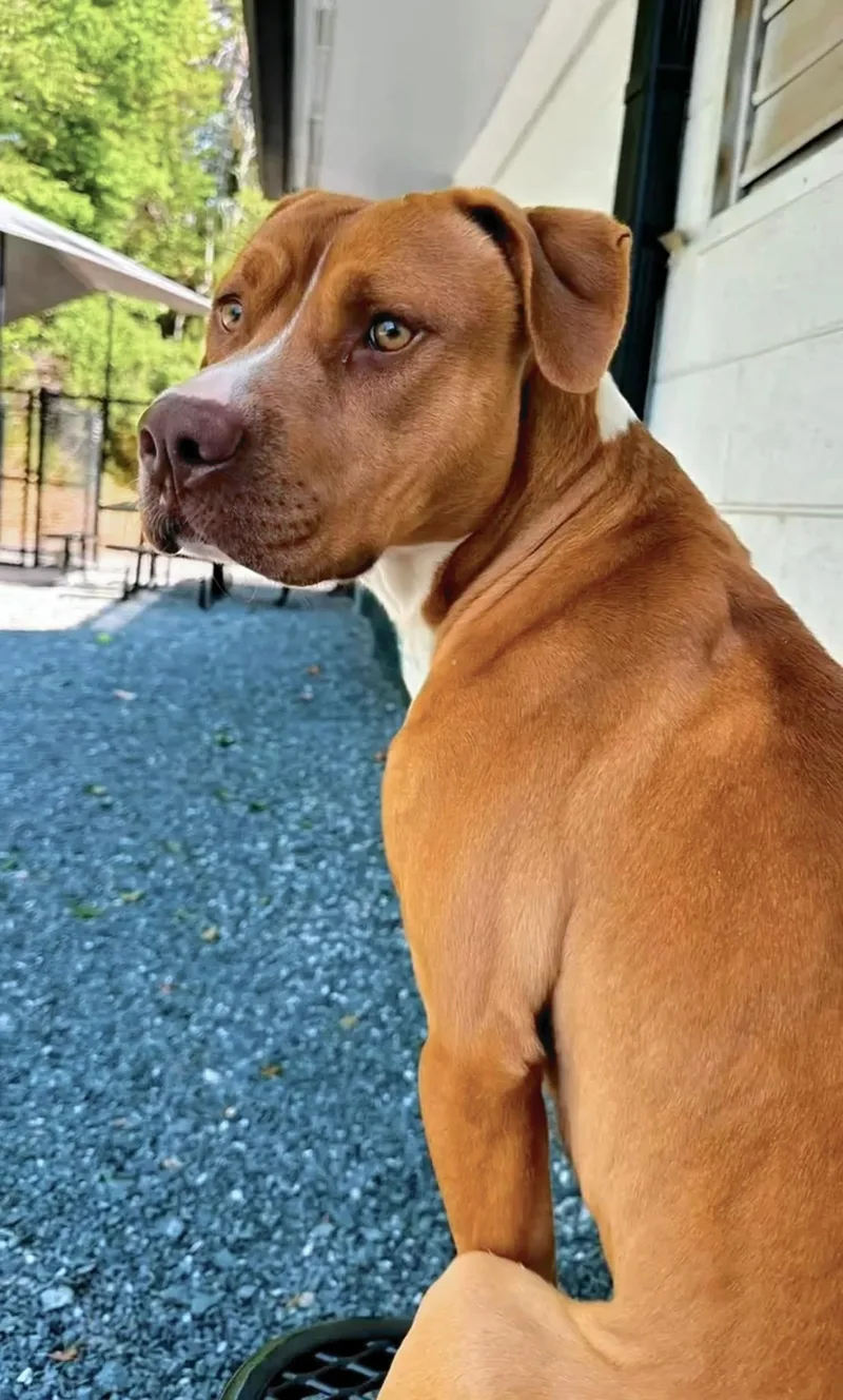 An adult medium-sized male Red / Chestnut / Orange Mixed Breed dog named Roman for adoption in Germanton, NC