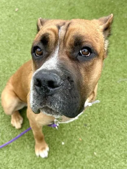 An adult large-sized male Brown / Chocolate Mixed Breed dog named Lime Jello Salad for adoption in Wichita, KS