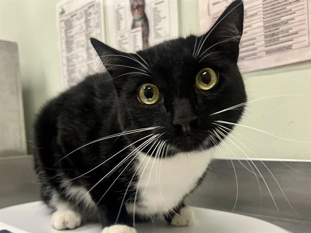 An adult medium-sized male Domestic Short Hair cat named Manchy for adoption in Santa Cruz, CA