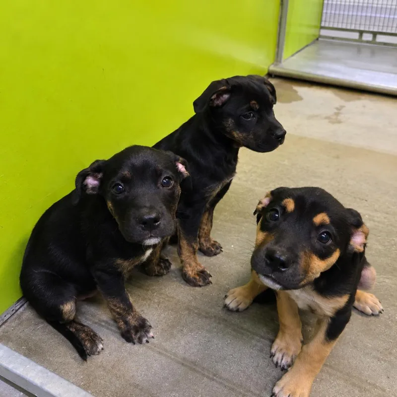 A baby small-sized female Black Shepherd dog named PupBea for adoption in San Jacinto, CA