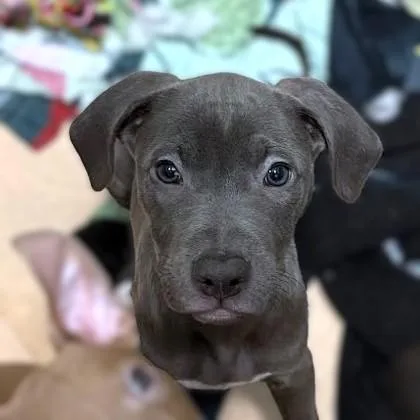 A baby small-sized male Terrier dog named Naveen for adoption in Washington, DC