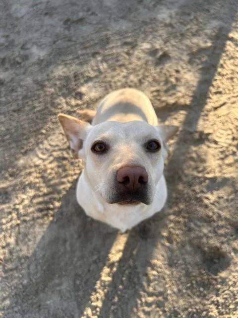 A young medium-sized female Chihuahua dog named Chapita for adoption in Thousand Palms, CA