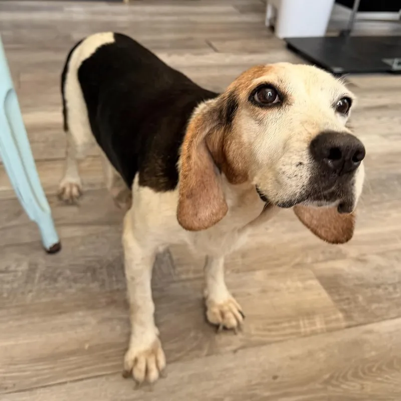 Betty Bagel
