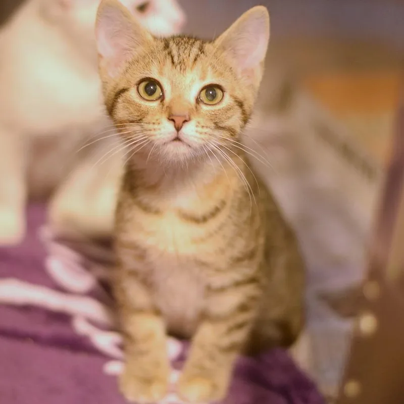 A baby small-sized female Brown / Chocolate Domestic Short Hair cat named Wisteria for adoption in Belleville, IL
