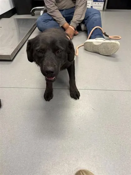 An adult medium-sized female Mixed Breed dog named Olive for adoption in West Chester, PA