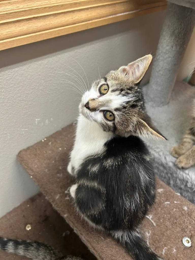 A baby small-sized female Domestic Short Hair cat named Athena for adoption in Spooner, WI