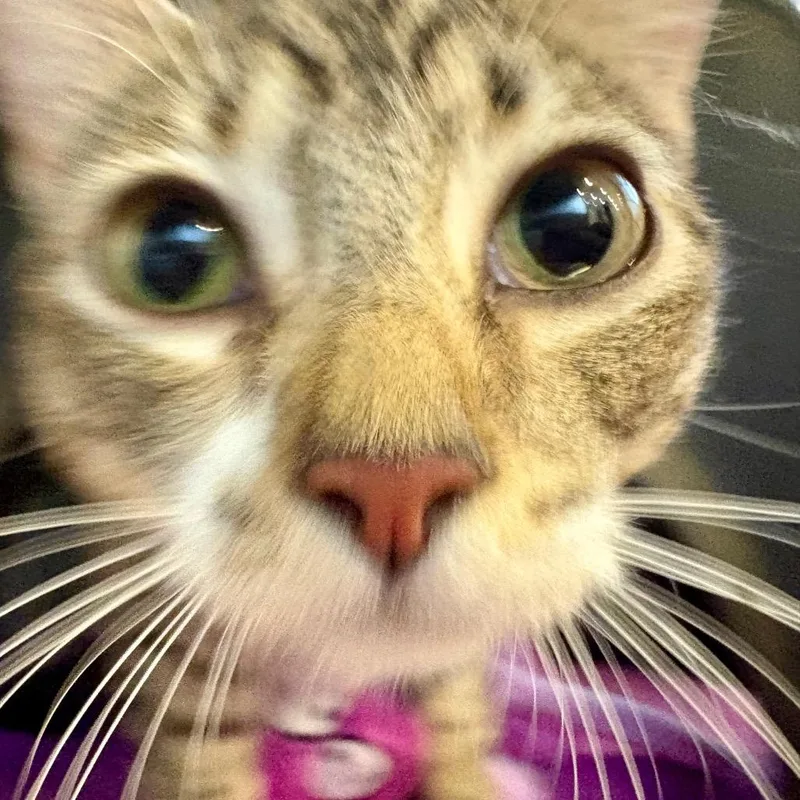 Maisy