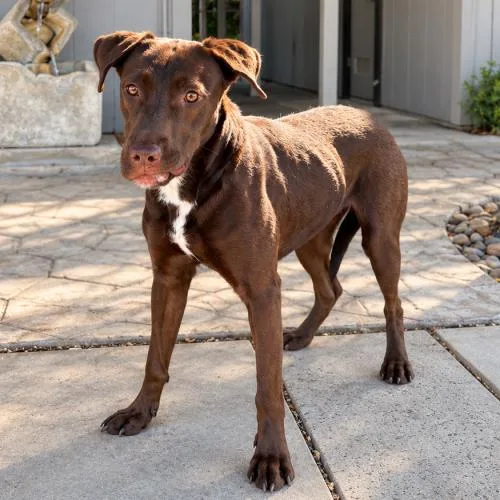 A young medium-sized female Chocolate Labrador Retriever dog named Winnie for adoption in Lathrop, CA