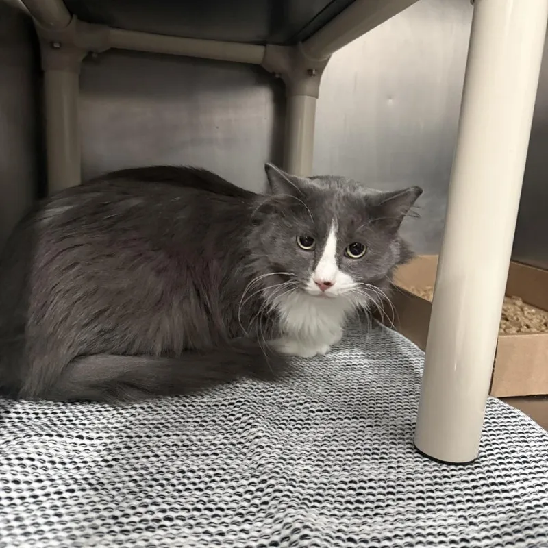 An adult medium-sized male Gray / Blue / Silver Domestic Short Hair cat named Meowy for adoption in Newark, NJ