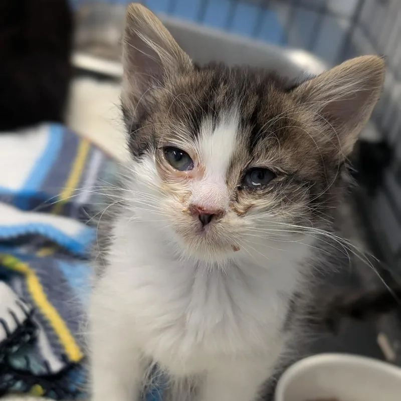 A baby small-sized female Brown / Chocolate Domestic Medium Hair cat named Pistachio for adoption in Watertown, NY