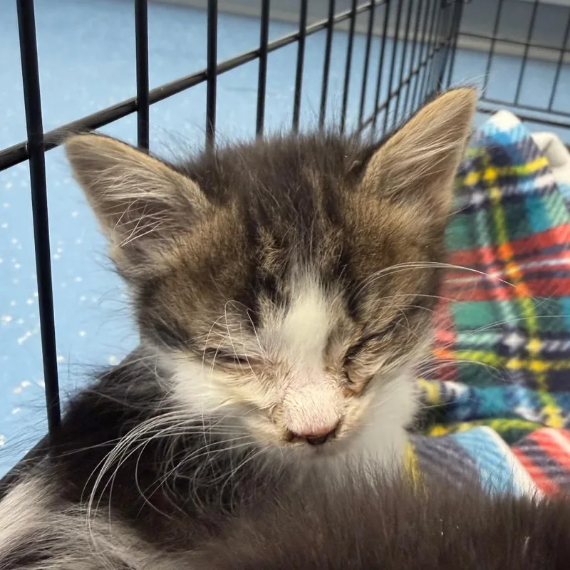 Pistachio thumbnail 2