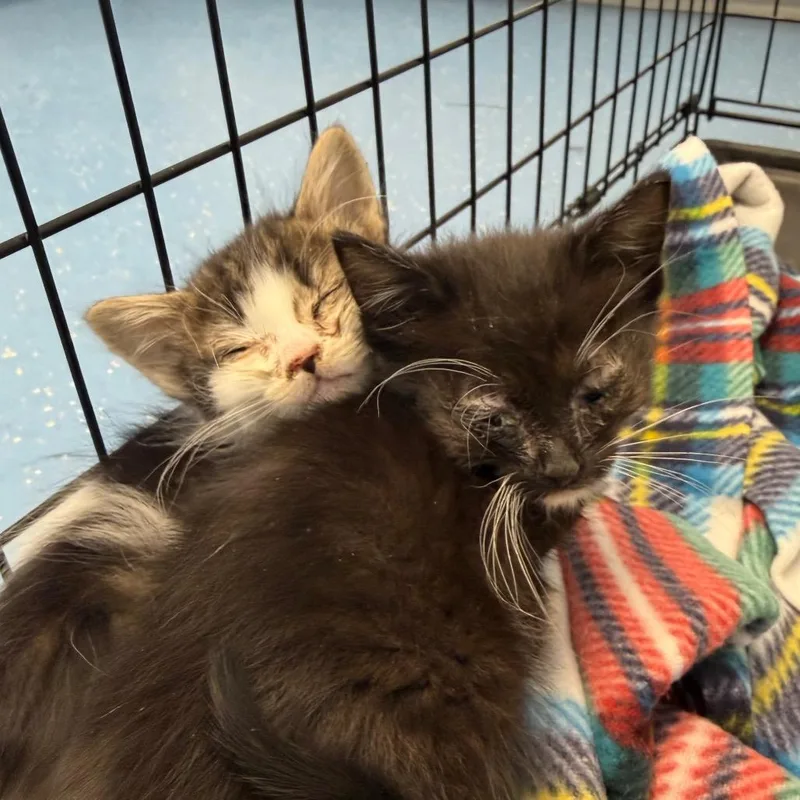 Pistachio thumbnail 3