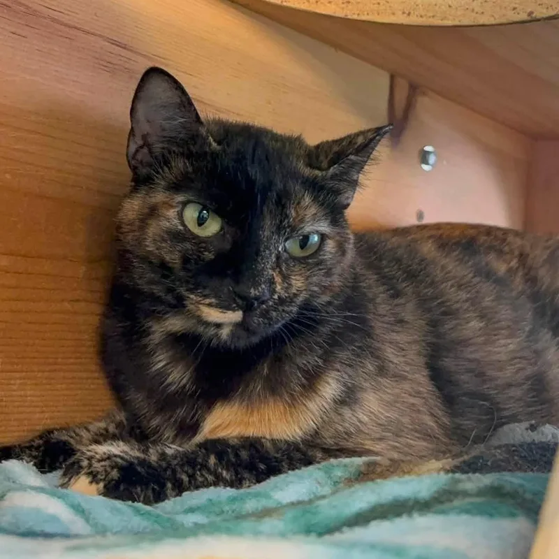 An adult medium-sized female Tortoiseshell Domestic Short Hair cat named Tangerine for adoption in Circleville, OH