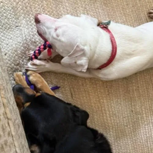 A young medium-sized male Yellow / Tan / Blond / Fawn Labrador Retriever dog named Erwin for adoption in Washington DC, DC