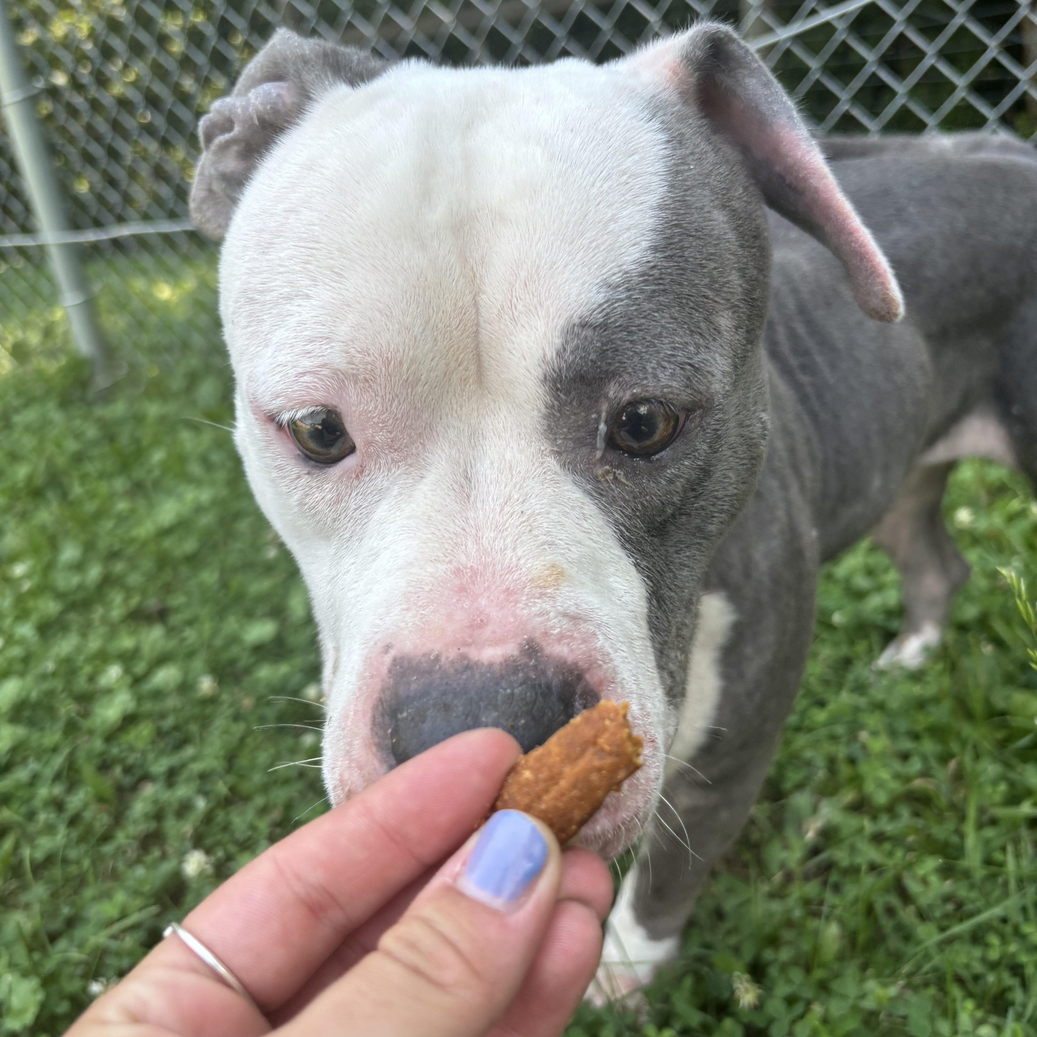 A young medium-sized female Gray / Blue / Silver Pit Bull Terrier dog named Tina for adoption in Circleville, OH