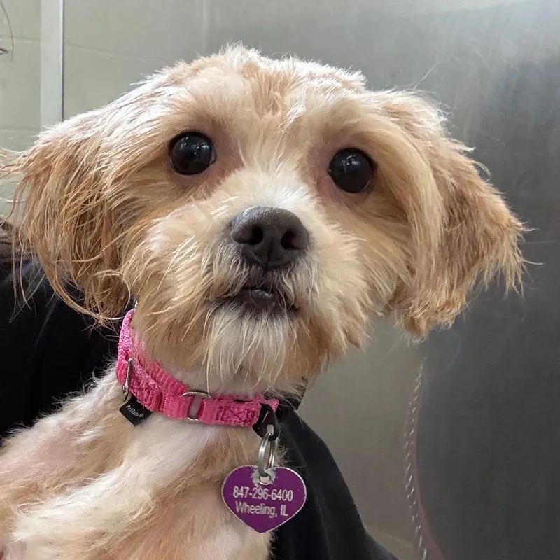 An adult small-sized female Apricot / Beige Miniature Poodle dog named Cosette for adoption in Wheeling, IL