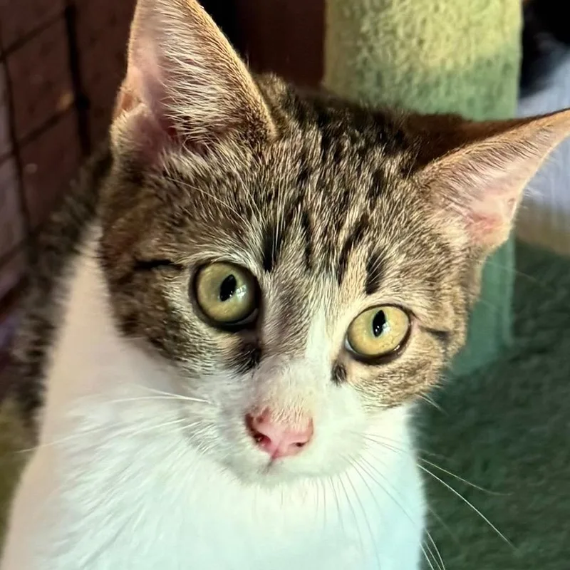 A young medium-sized female Tabby (Gray / Blue / Silver) Domestic Short Hair cat named Robin for adoption in Dunnigan, CA