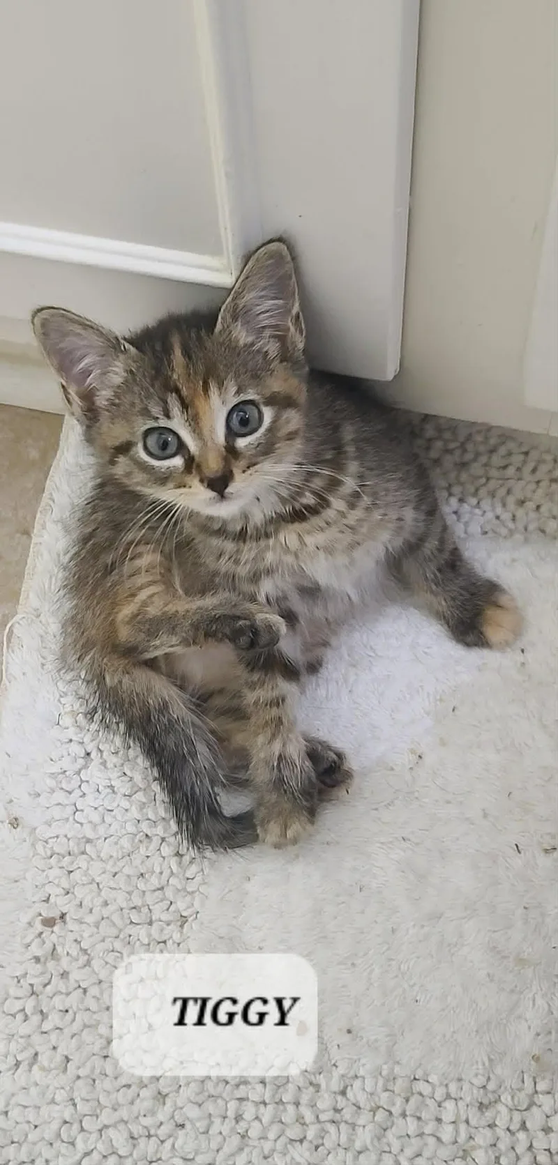 A baby small-sized female Tabby cat named Tiggy C Seago for adoption in Saunderstown, RI