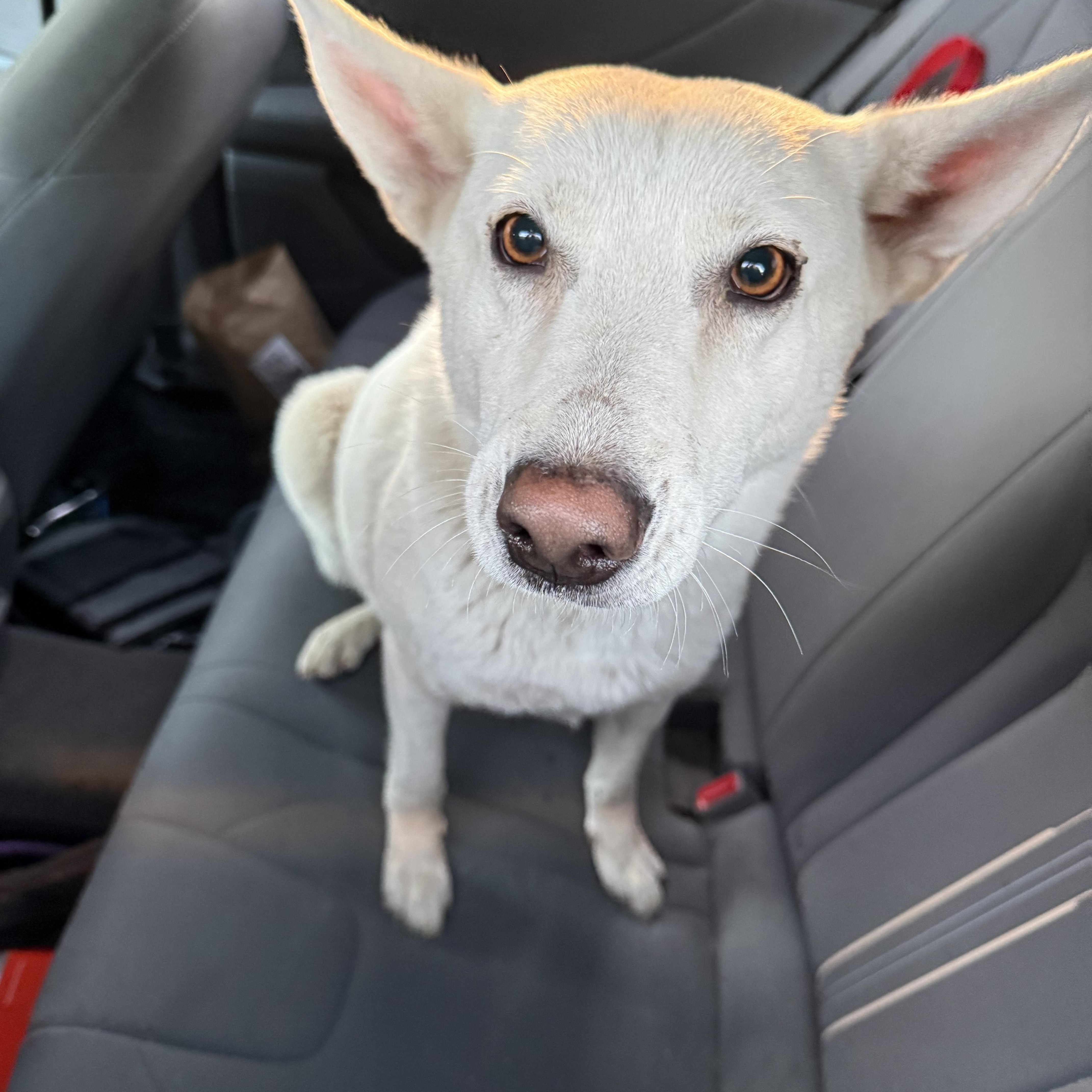 An adult medium-sized female Apricot / Beige Canaan Dog dog named Mattie for adoption in Fresno, CA