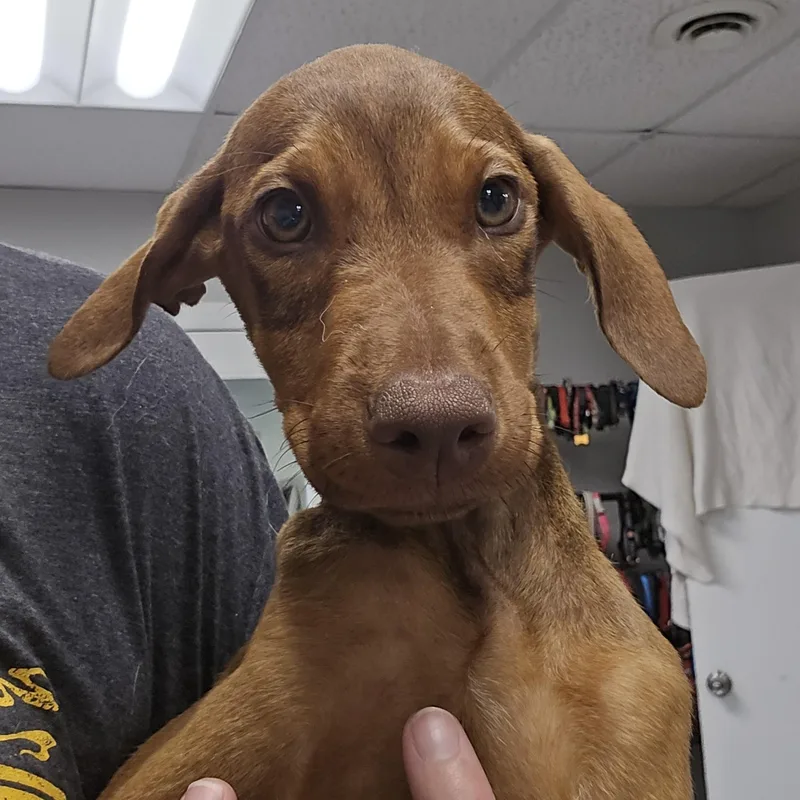 A baby medium-sized female Red / Chestnut / Orange Doberman Pinscher dog named Kori for adoption in Normal, IL