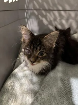 An adult medium-sized female Domestic Short Hair cat named Mini for adoption in Cincinnati, OH