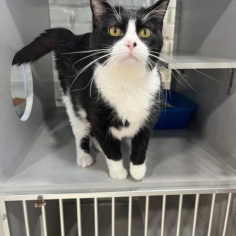 A young small-sized female Black & White / Tuxedo Domestic Short Hair cat named Juniper for adoption in Webster City, IA
