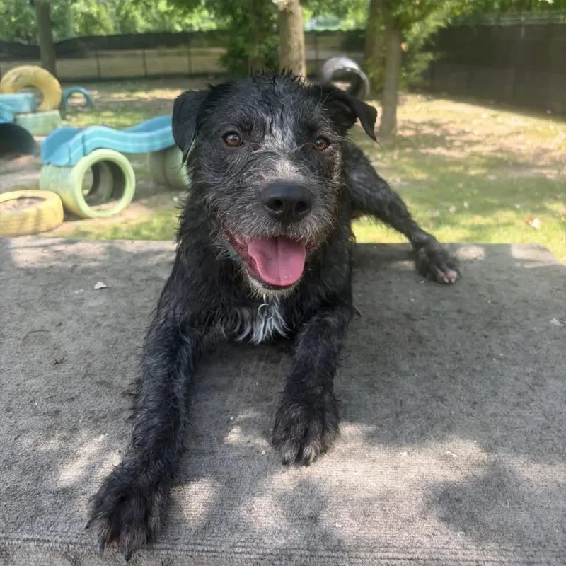 A young large-sized male Black Mixed Breed dog named Carhartt for adoption in Dearborn, MI