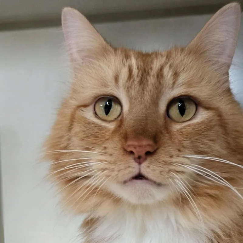 Big Mikey thumbnail 5