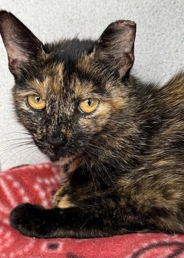 An adult medium-sized female Domestic Short Hair cat named Tigy for adoption in Skillman, NJ