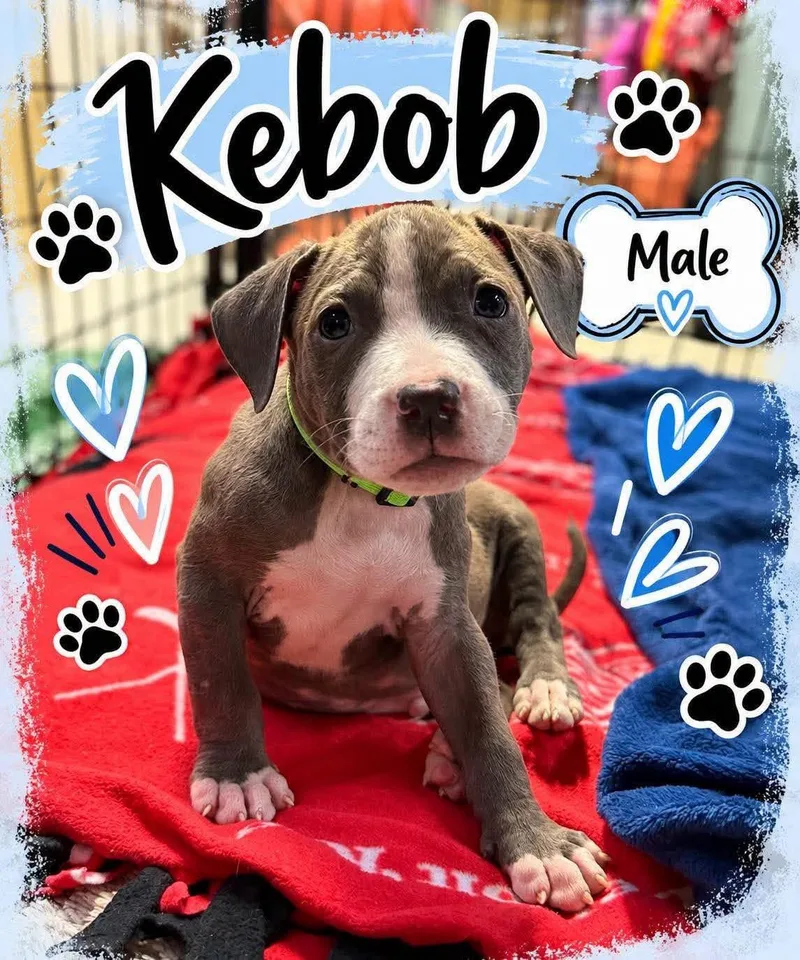 A baby medium-sized male Mixed Breed dog named Kebob for adoption in Pleasant Ridge, MI