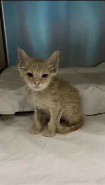 A baby small-sized male Domestic Short Hair cat named Stinky Winky for adoption in Las Vegas, NV