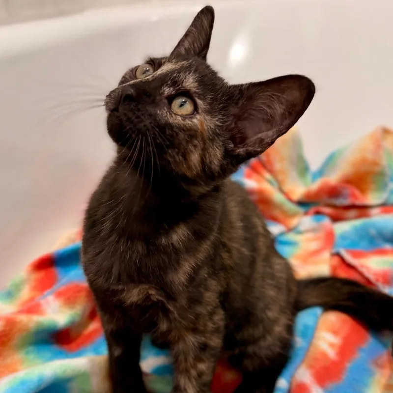 A baby small-sized female Tortoiseshell Domestic Short Hair cat named Amber for adoption in Houston, TX