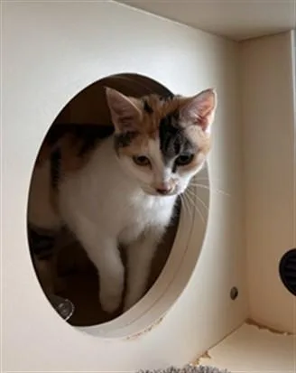 A young small-sized female Domestic Short Hair cat named Willa for adoption in Louisville, KY