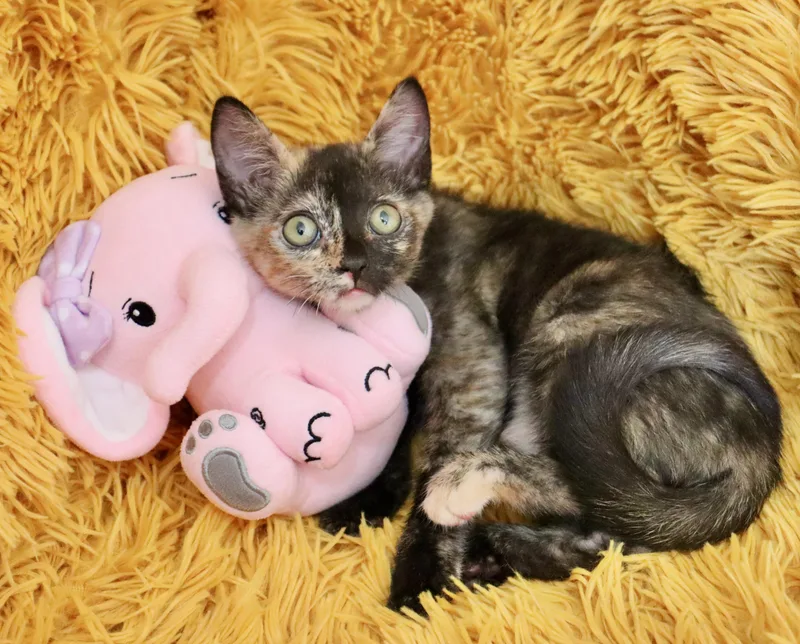 A baby medium-sized female Tortoiseshell cat named Primrose for adoption in Saint Augustine, FL