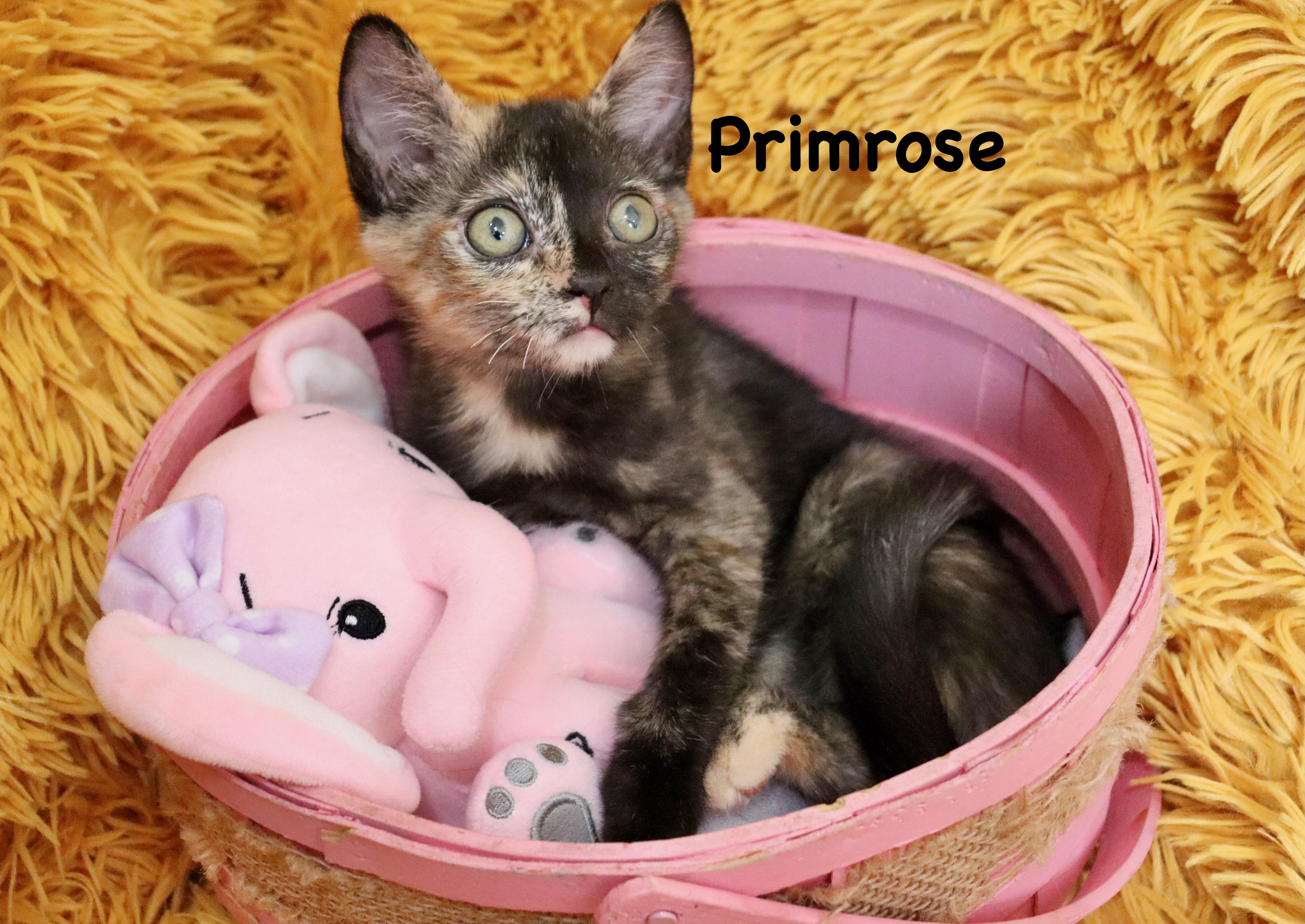Primrose thumbnail 3