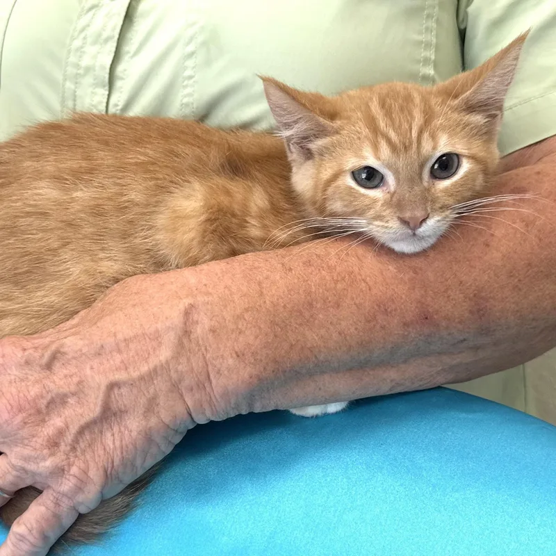 A baby small-sized male Tabby (Orange / Red) Domestic Medium Hair cat named Rusty s for adoption in Sequatchie, TN