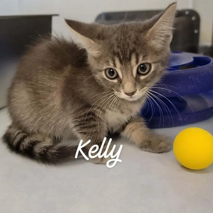 Kelly thumbnail 2