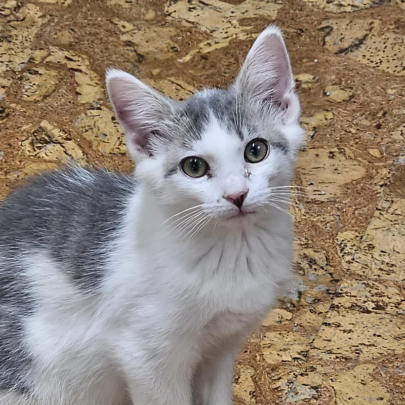 A baby medium-sized male Tabby (Gray / Blue / Silver) Domestic Short Hair cat named Tuffy for adoption in Richmond, VA