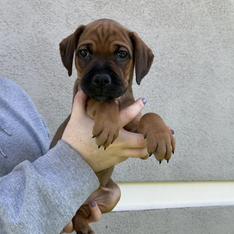 A baby medium-sized female Mixed Breed dog named Chicken for adoption in Henderson, NV
