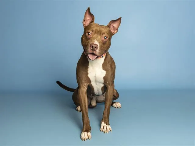 An adult medium-sized male Pit Bull Terrier dog named Ducky for adoption in Phoenix, AZ