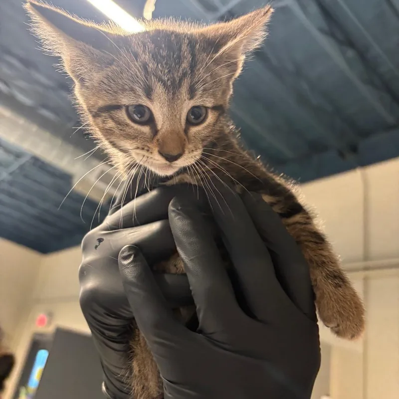 A baby small-sized female Brown / Chocolate Domestic Short Hair cat named Adelyne for adoption in Huntington, WV