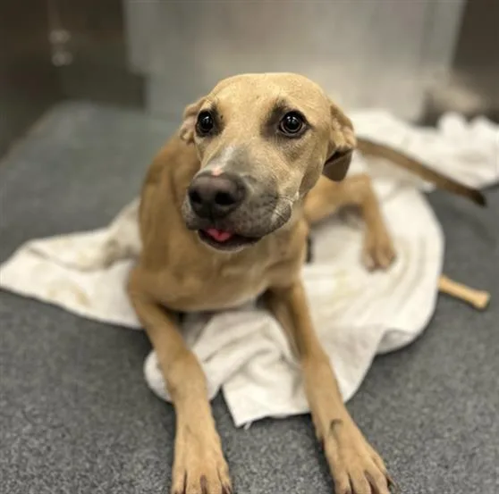 A young large-sized female Mixed Breed dog named Tyrah for adoption in Dallas, TX