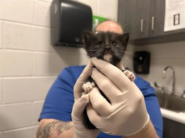 A baby small-sized female Domestic Short Hair cat named Circe for adoption in Ocala, FL