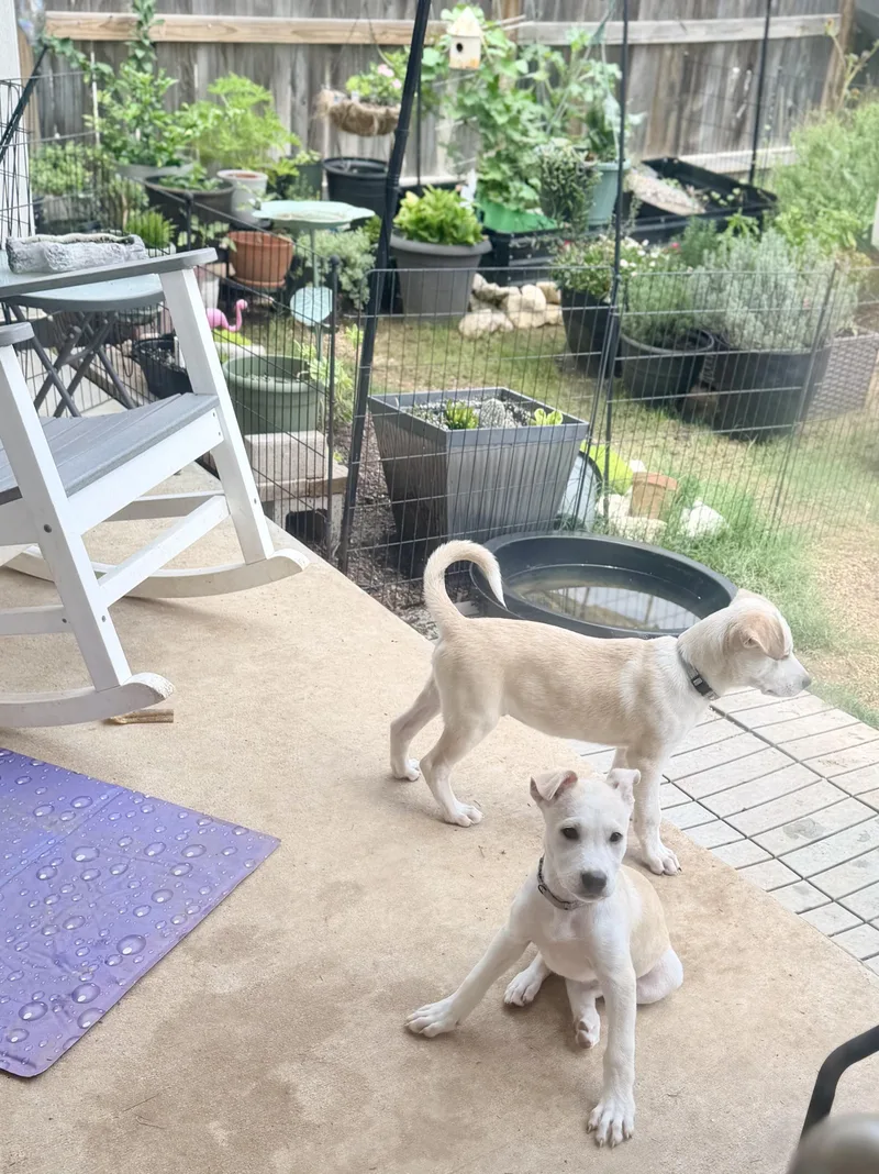 A baby medium-sized male Labrador Retriever dog named Lorenzo for adoption in San Antonio, TX