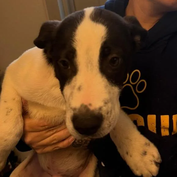 A baby medium-sized male White / Cream Mixed Breed dog named Johnny for adoption in Columbia Station, OH