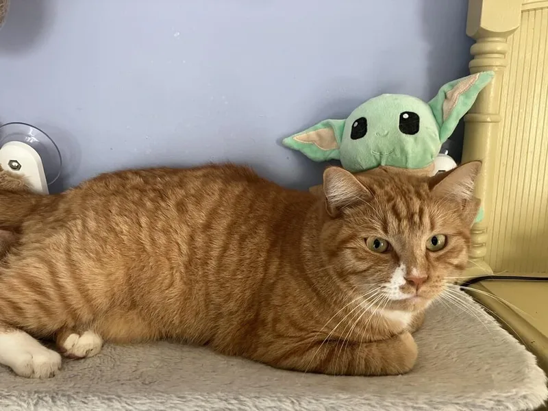 Ron Clark thumbnail 6