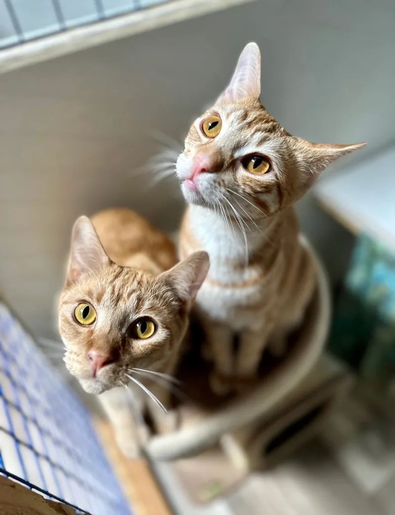 Orange Marmalade And Apricot